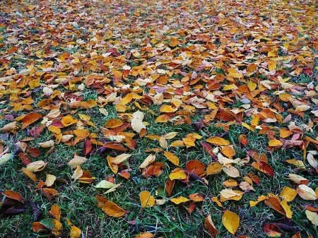 Colorful leaves on lawn