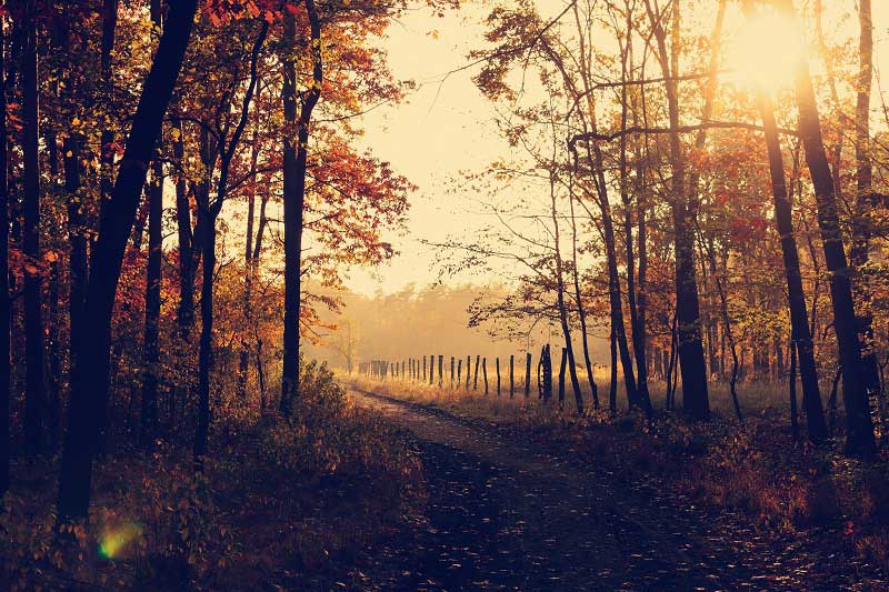 Preparing for Fall - Appliance Analysts