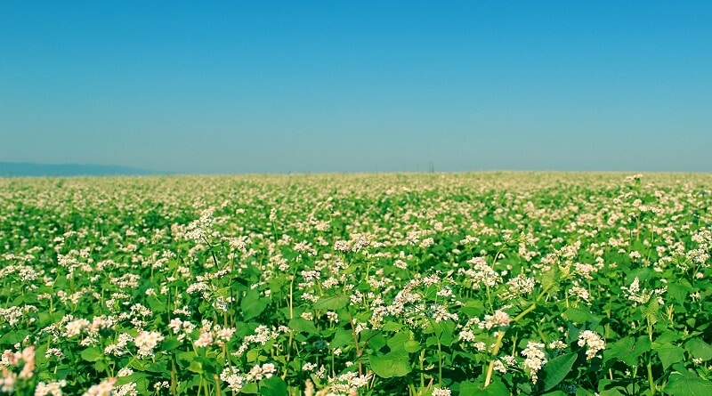 Flowers in Spring