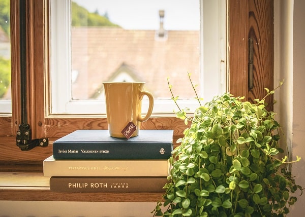 Plant on window shelf