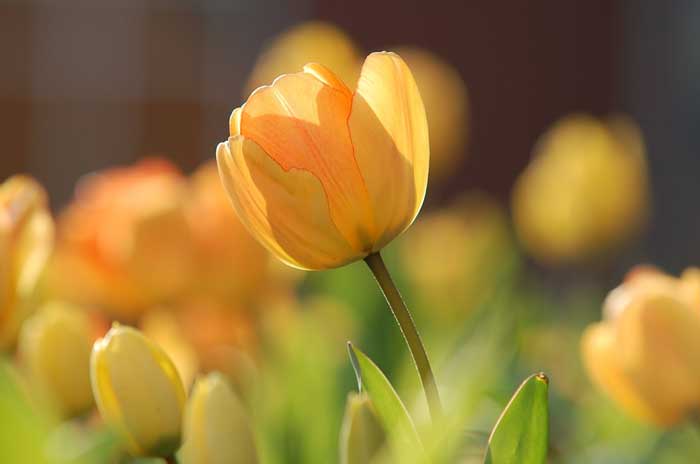 An orange tulip in a field