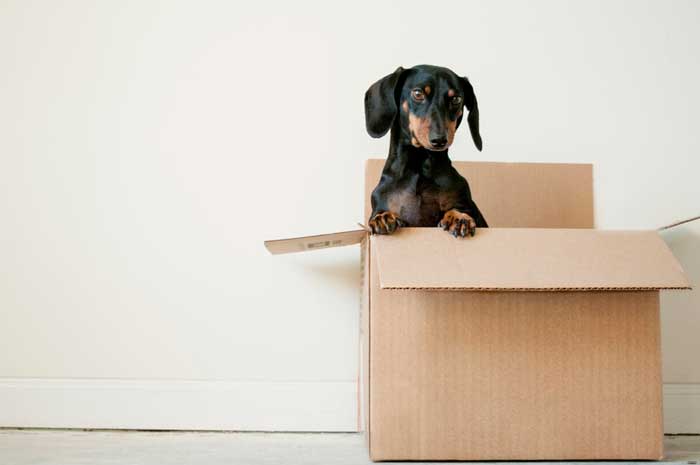 A black dachshund coming out a cardboard box
