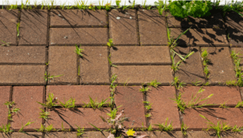 How to Stop Weeds Growing In Your Slabs