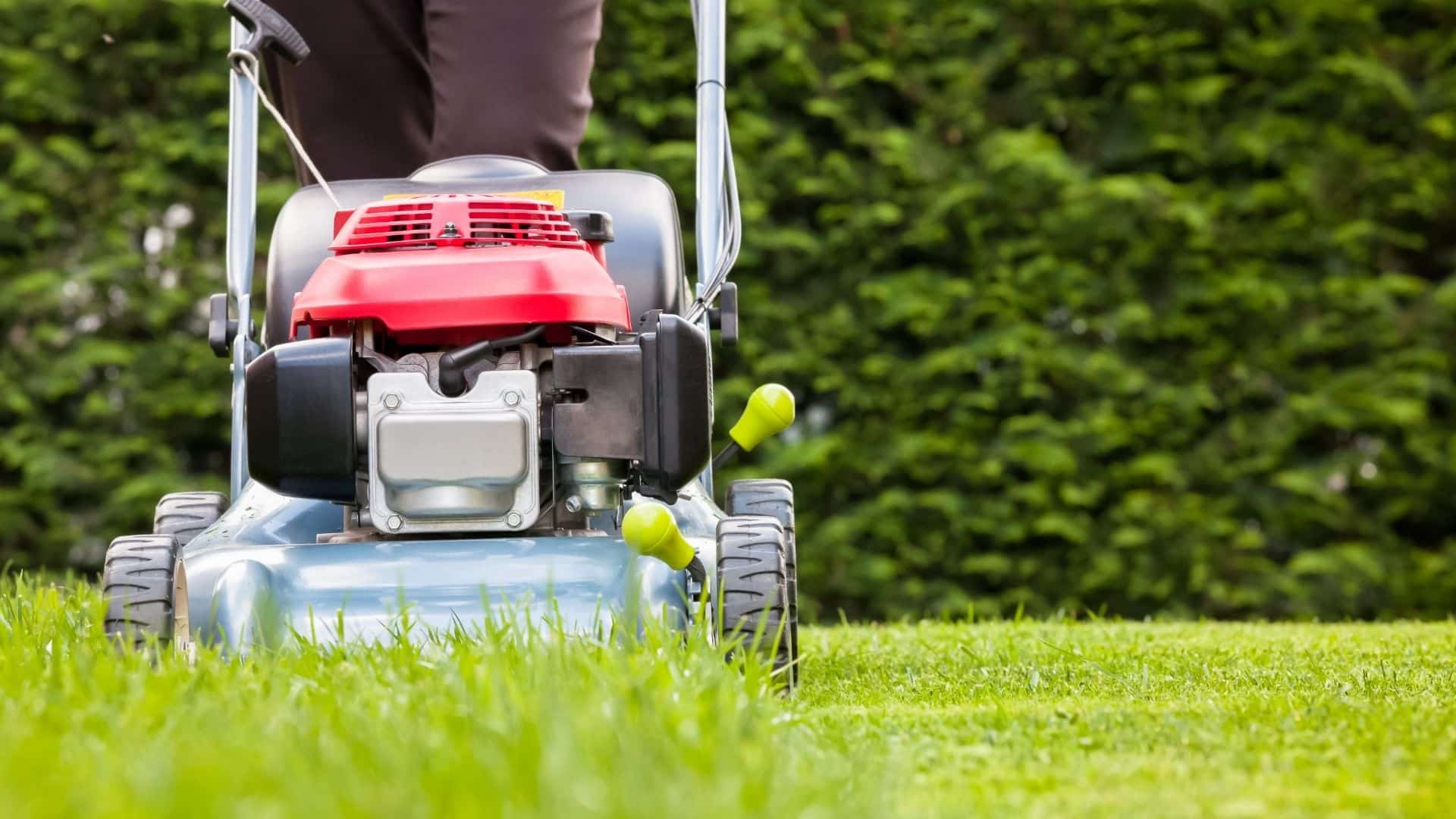  Does Grass Grow Back Faster When Cut? It Depends!