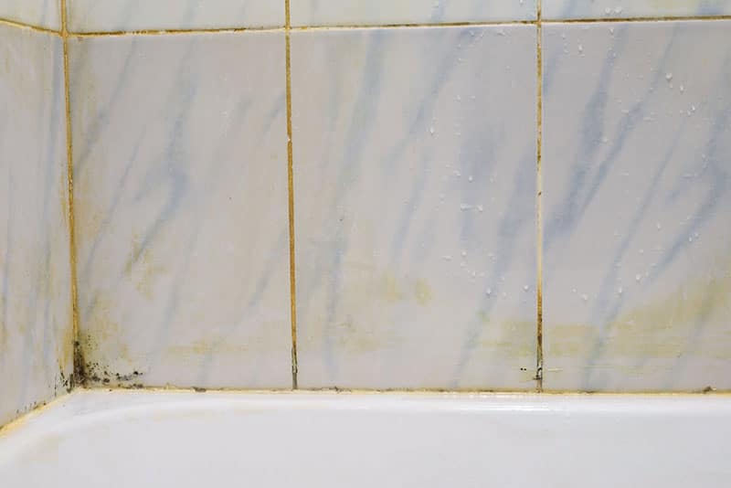 Mold growing on bathroom tiles