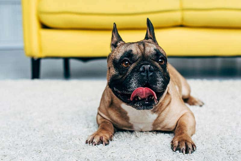 A dog on a carpet