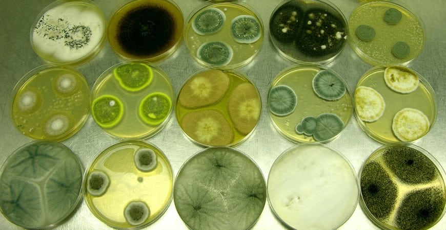Mold spores