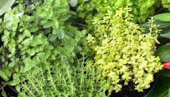 Best Herbs Grown from Aerogarden