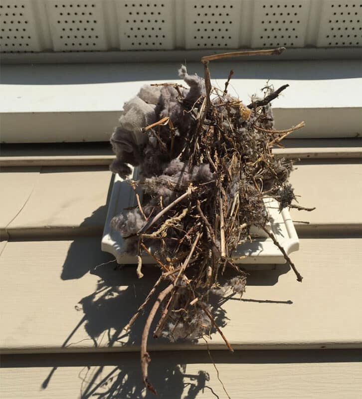 A dryer vent with a nest