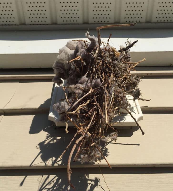 Nest in dryer vent