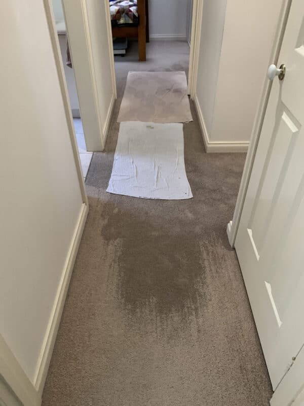 Why Your Carpet Is Wet in Places And What To Do About It