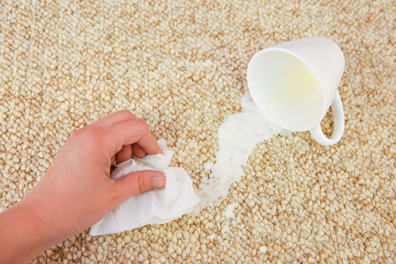 milk on carpet
