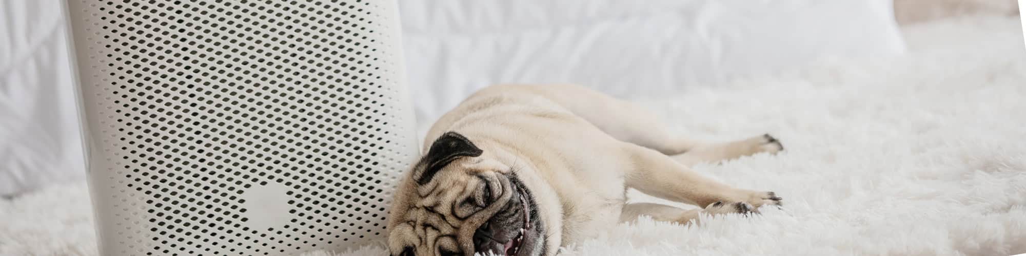 Air Purifier Keeps Shutting Off? 5 Possible Reasons Why