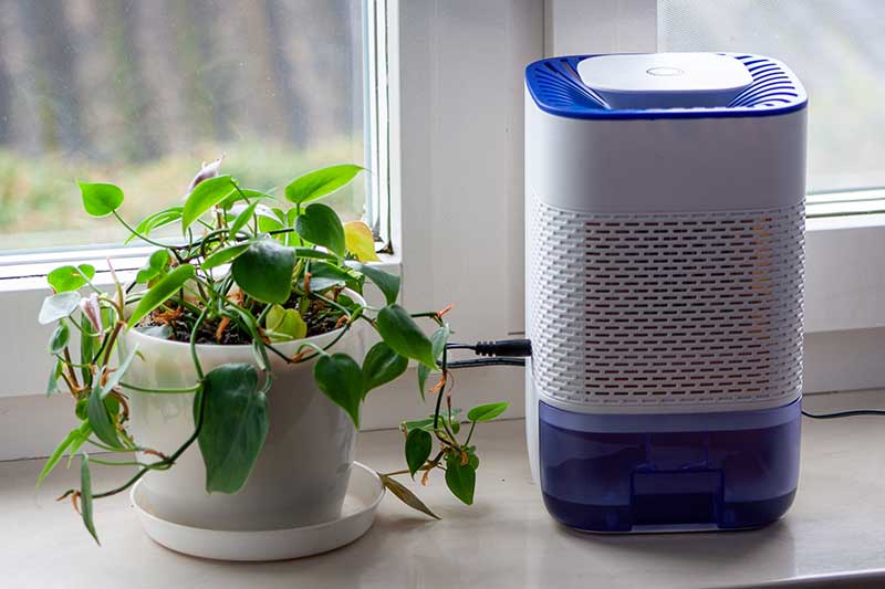 an indoor plant and dehumidifier in the window