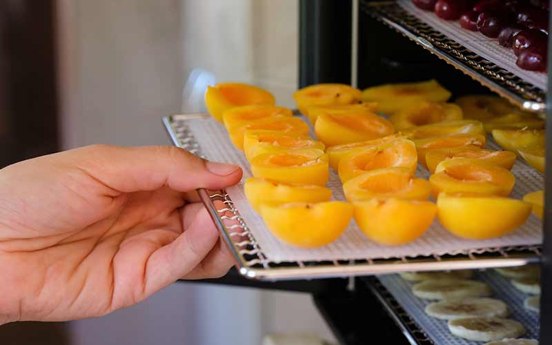 tray with apricots into a food dehydrator machine