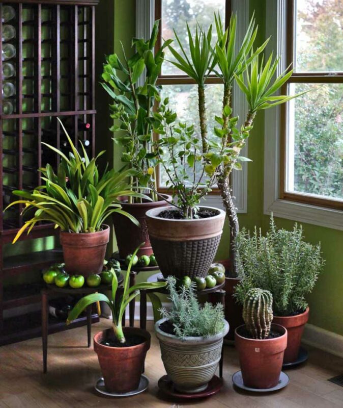 Different Type Of Plants Used To Avoid Humidity