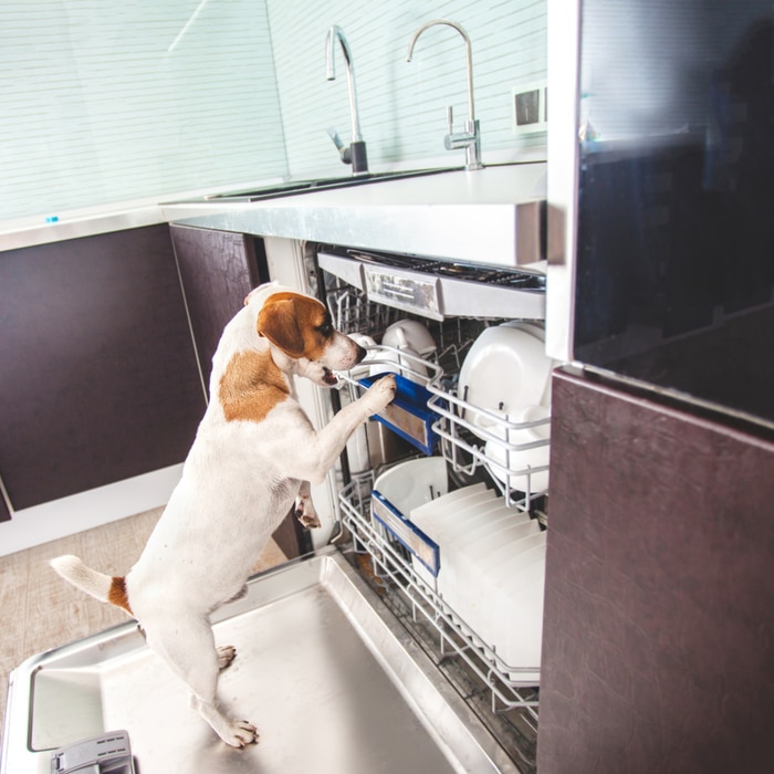 Bosch dishwasher smells hot sale like wet dog