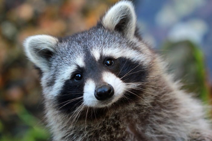 A raccoon looking into the camera