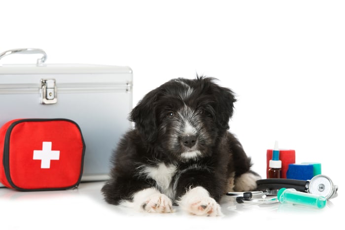 A black & white puppy next to a First Aid Kit