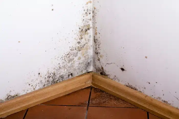 Black mold on wall