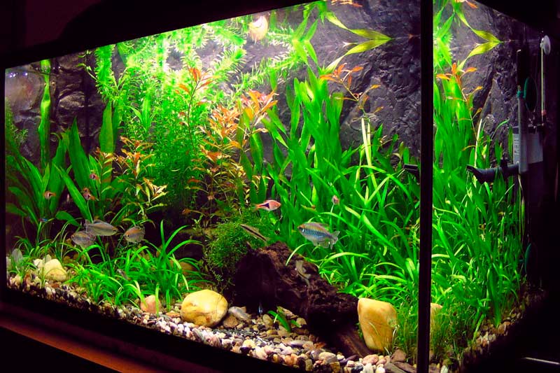 Fish Tank With Green Colors